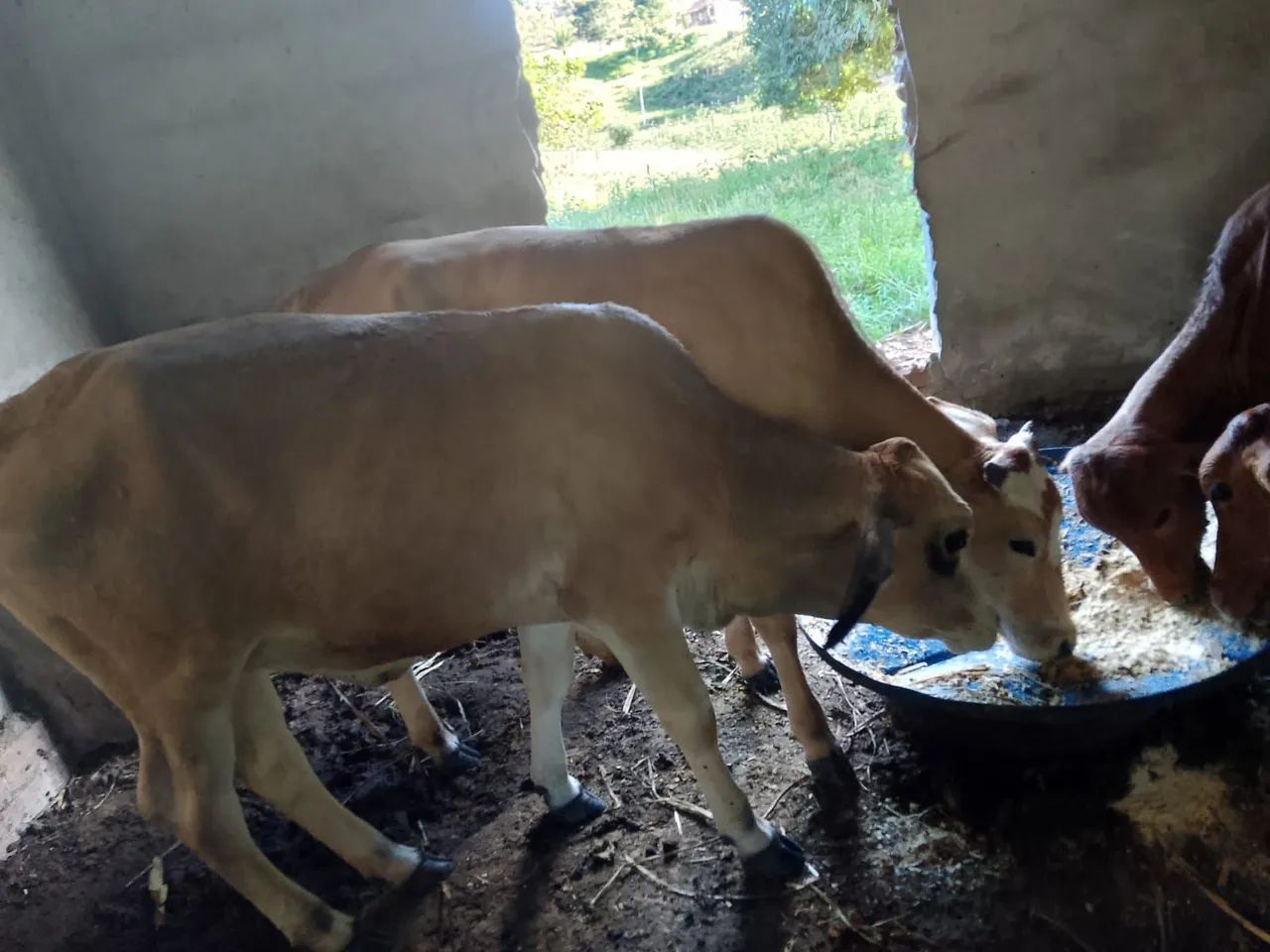 Vendo três nuvias e um garrote valor 8 mil 