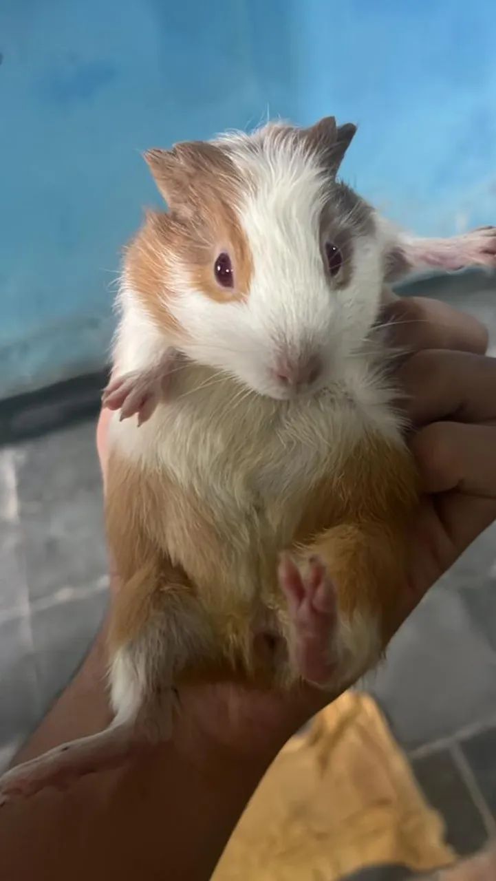 Porquinha da Índia para doação  - Foto 4