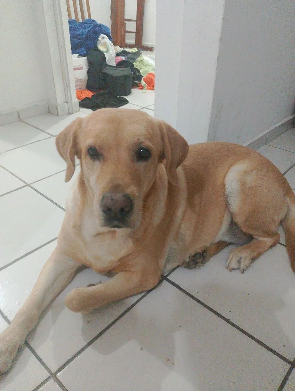 Labradora Mel  - Foto 5