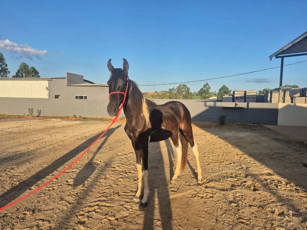 Potro Pampa de Preto - Foto 2
