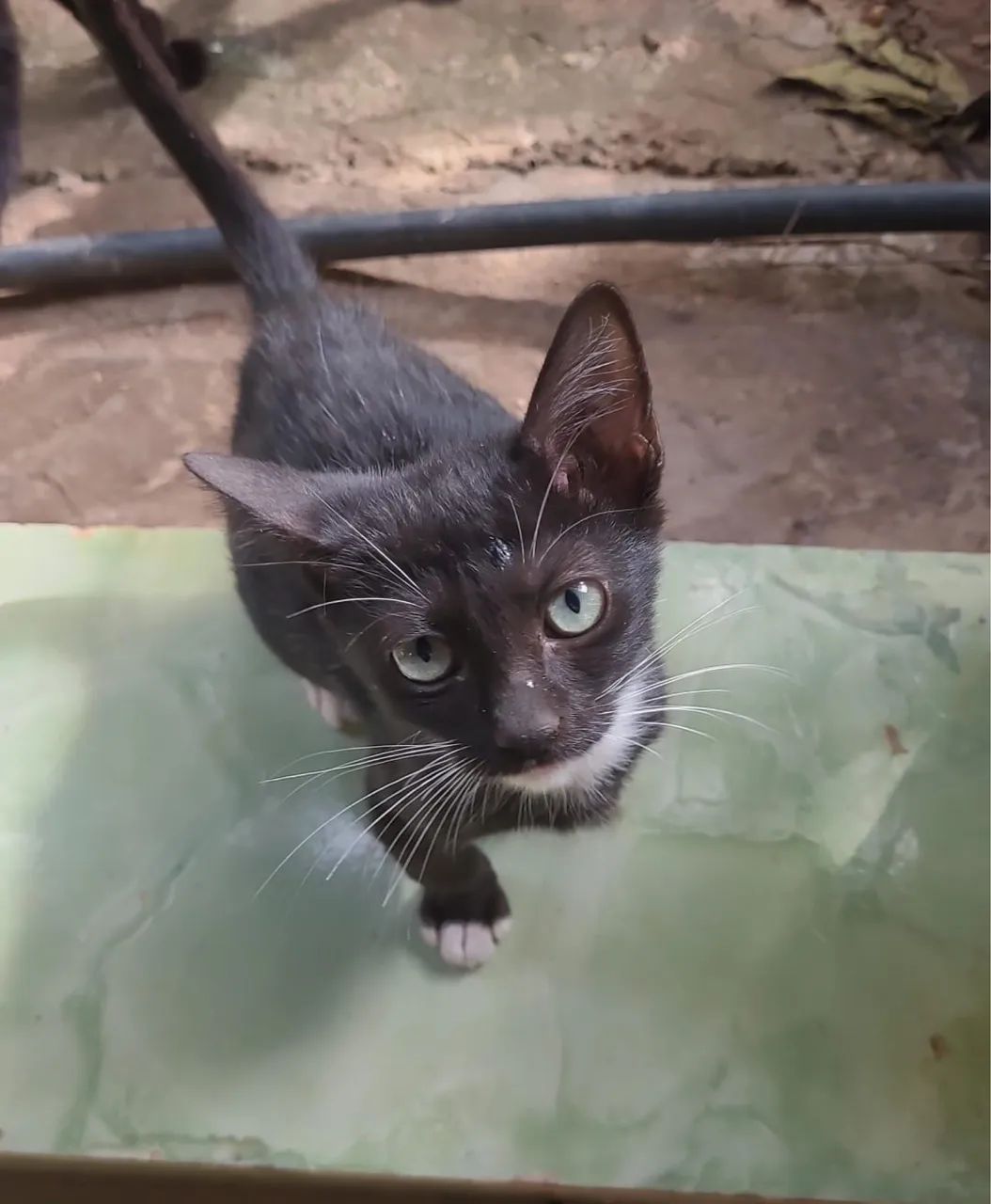 Gatinhos disponíveis para adoção responsável - Foto 4