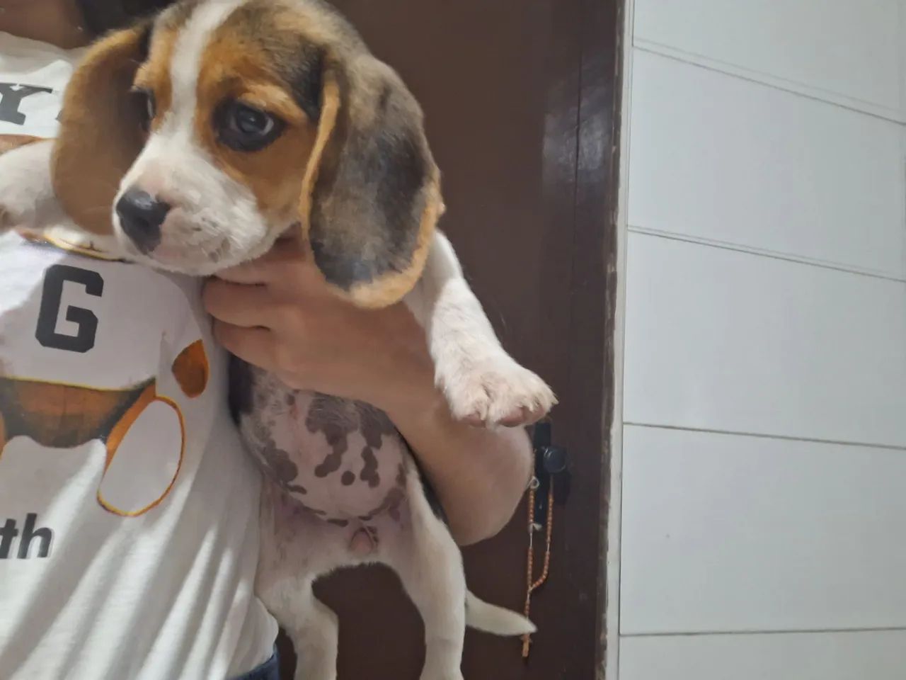 BEAGLE FILHOTE MACHO - Foto 2