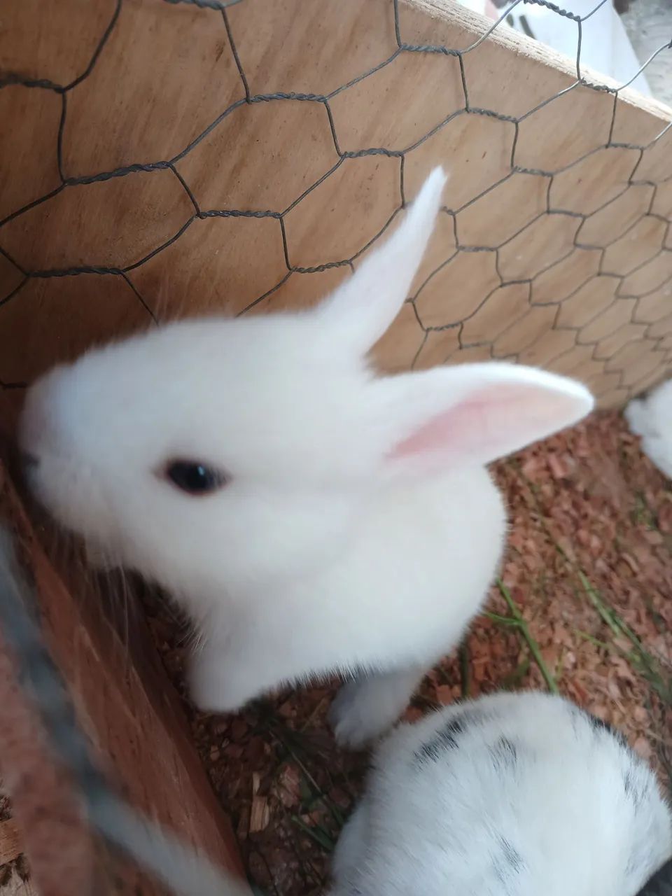 Coelhos filhotes 