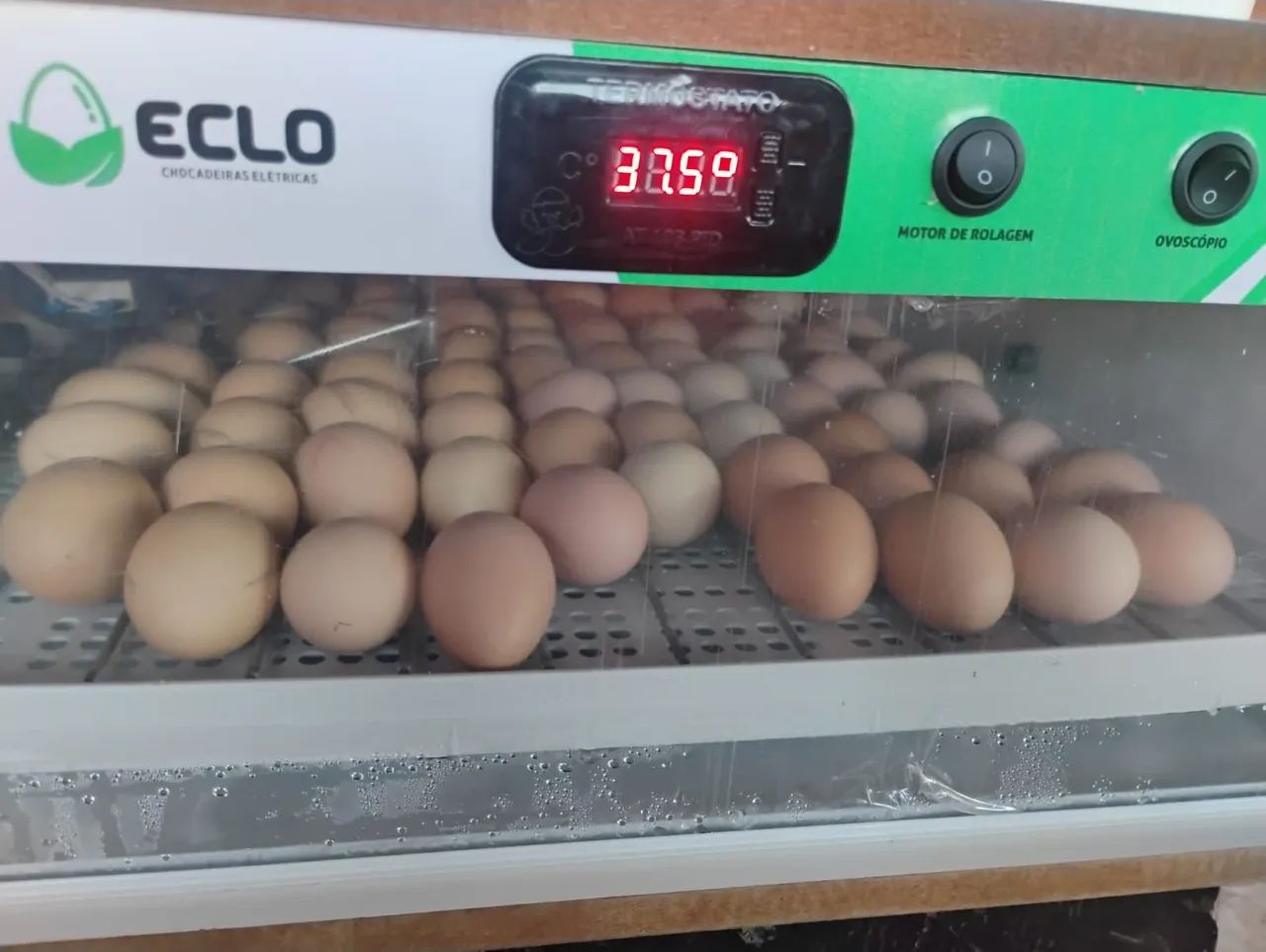 Vendo ovos galados e frangas caipira pescoço pelado e mais  - Foto 3