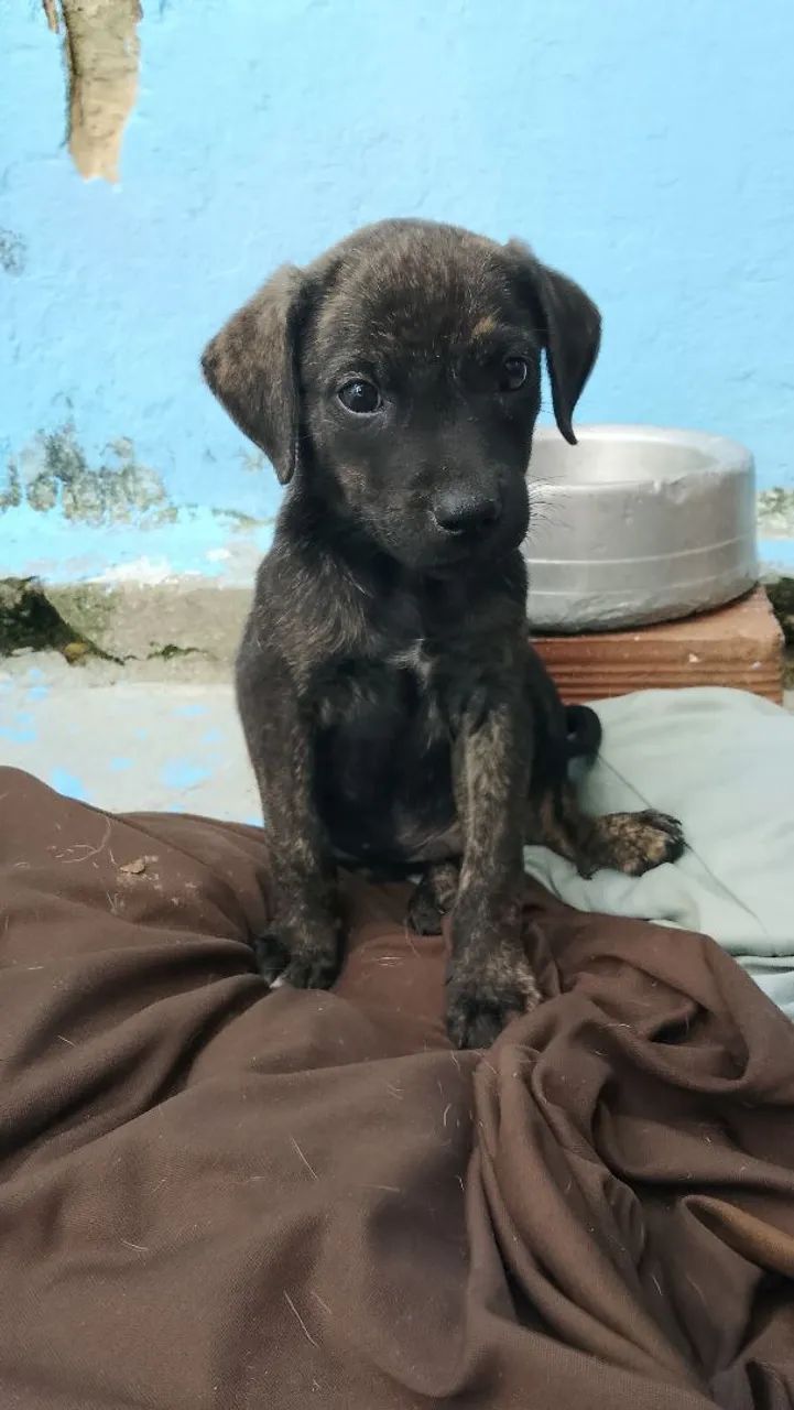 Adoção filhote macho  - Foto 4