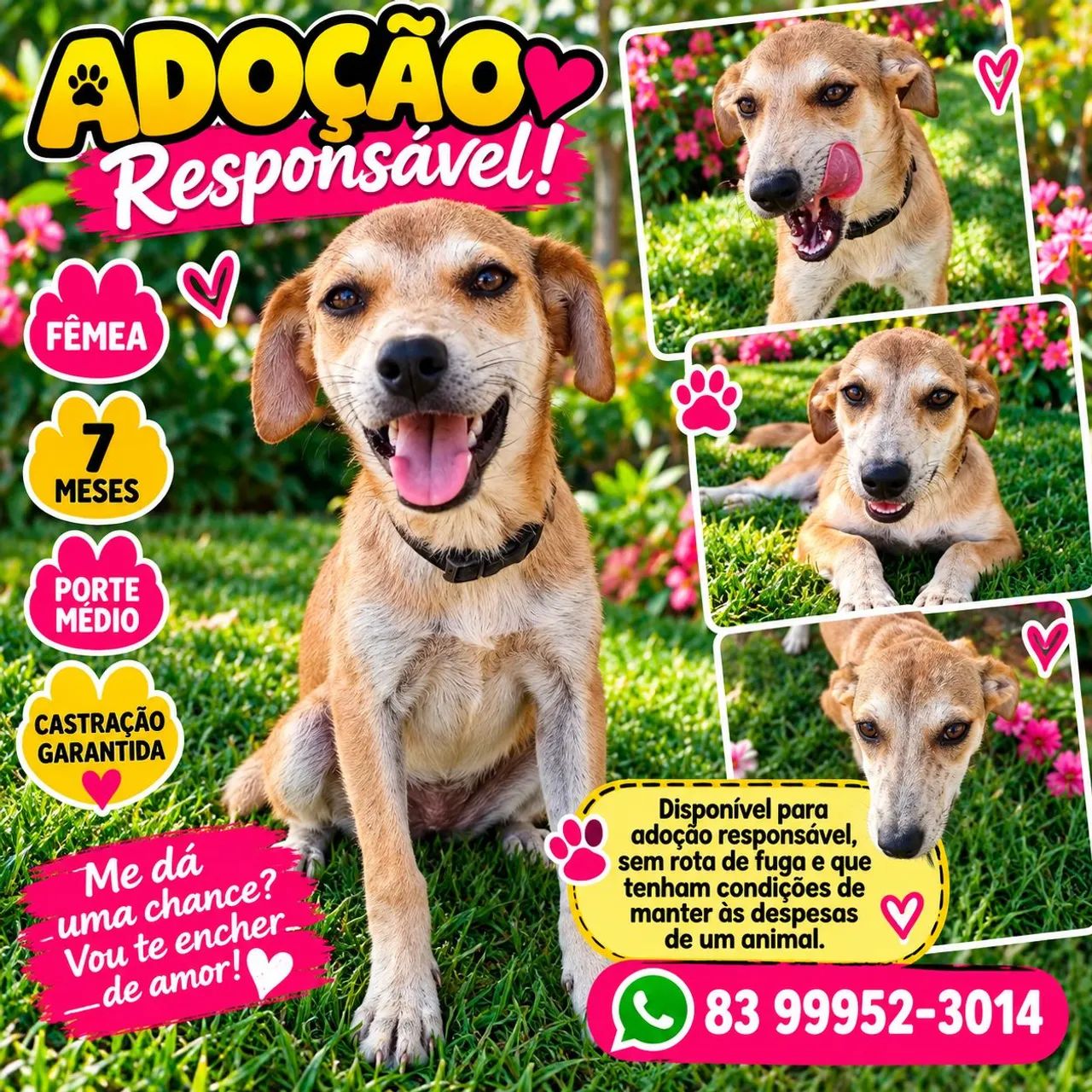 ADOÇÃO  - Foto 3