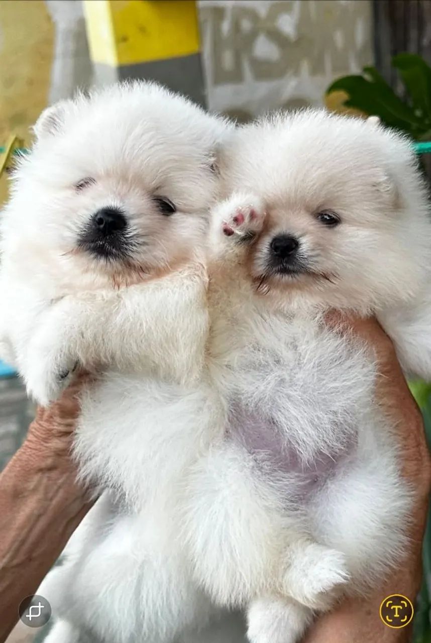 Cachorros  - Foto 3