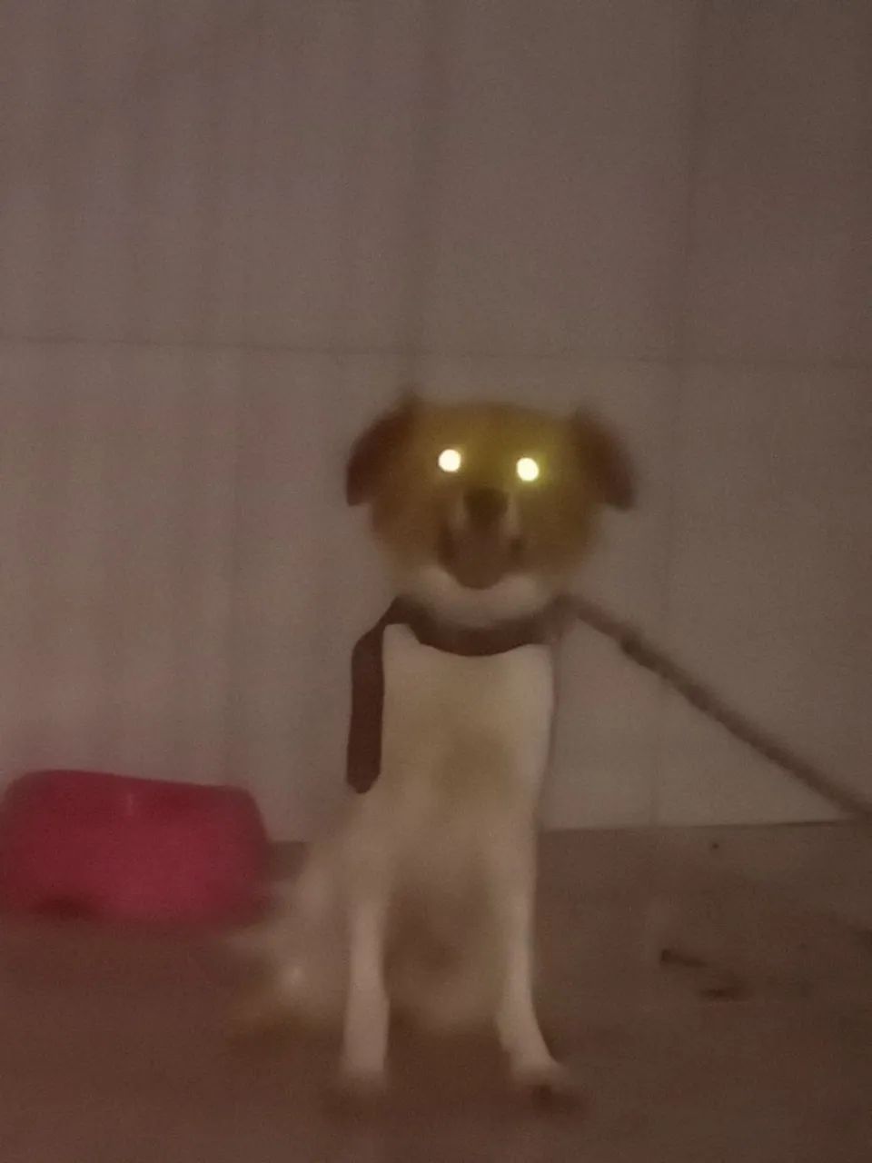 Cachorra pequeno porte 