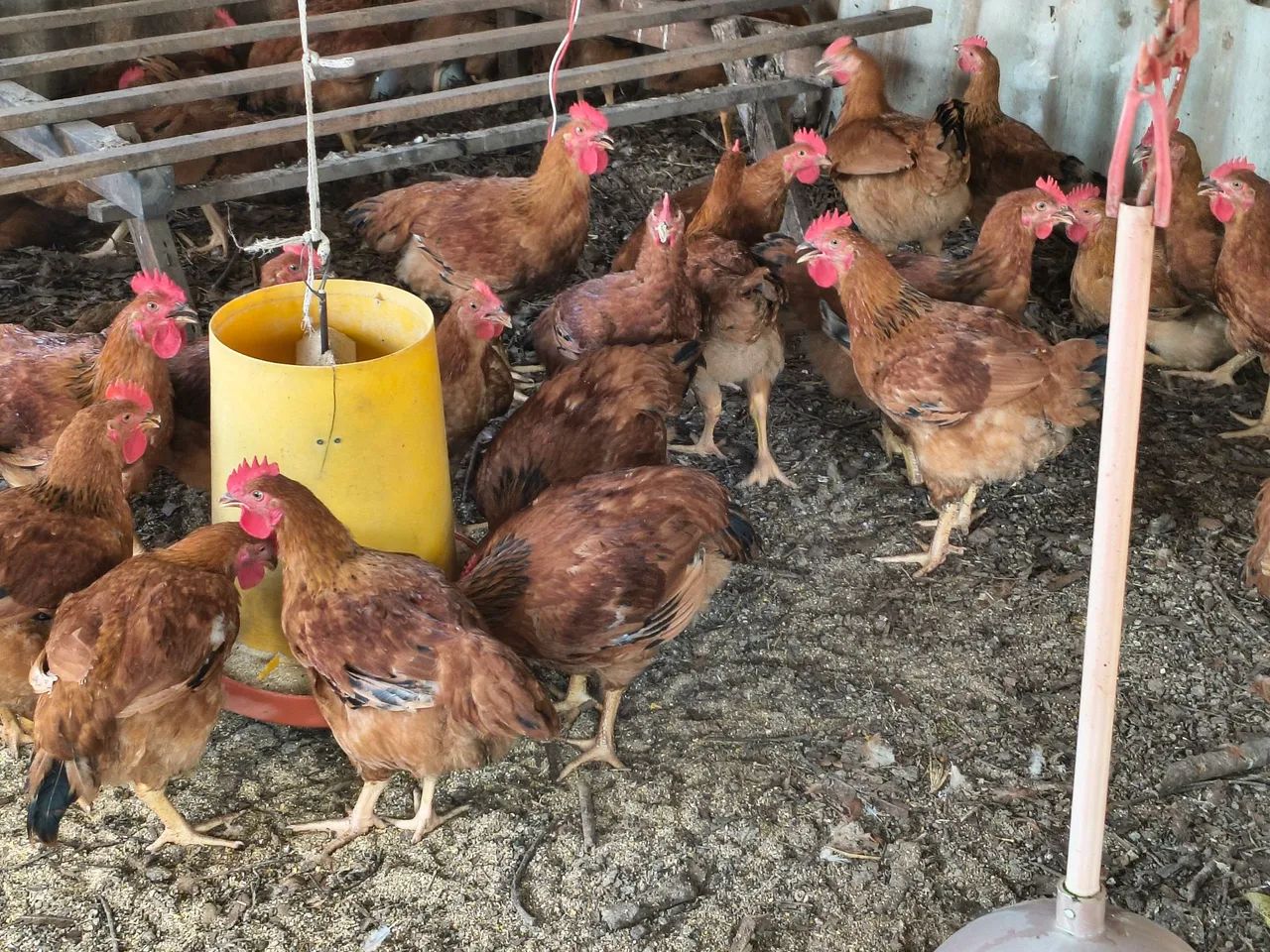 Frango a venda  - Foto 3