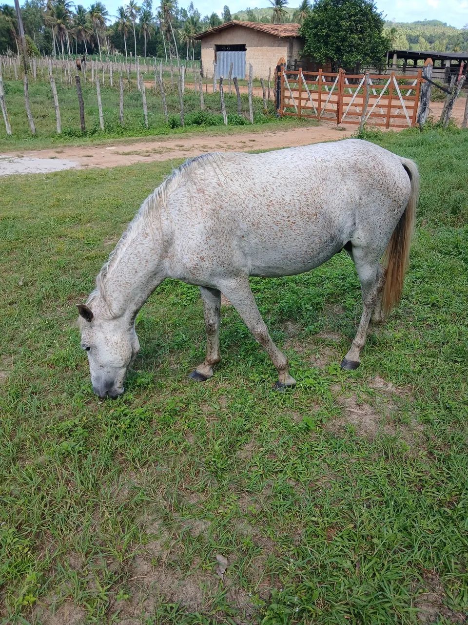 Vendo cavalo mestiço de manga larga. - Foto 5