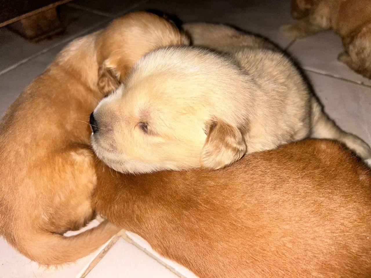 Golden retriever - Foto 5