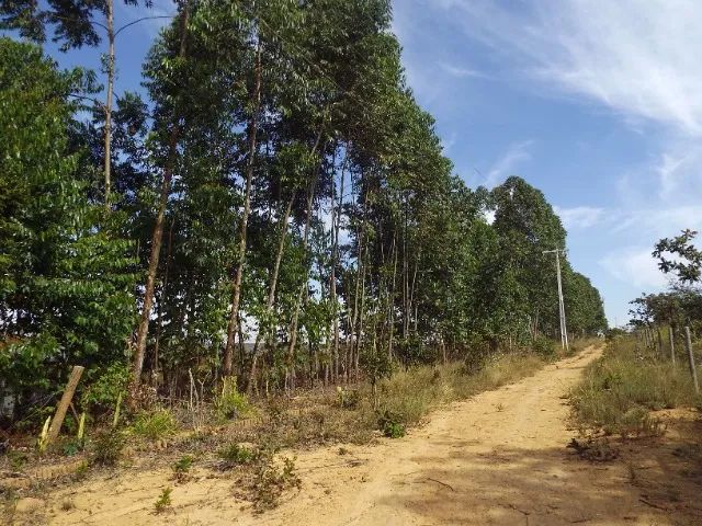 Fazenda Small Cactus - Foto 5