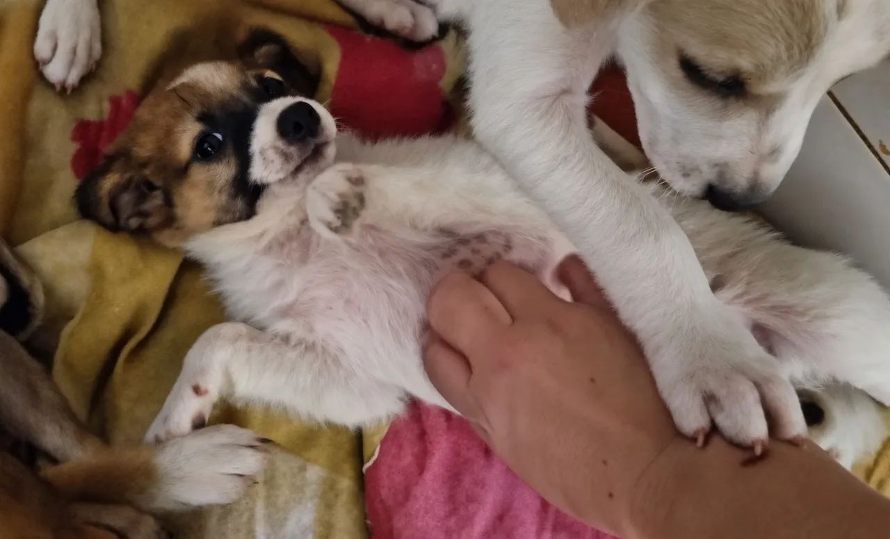 Cachorrinhos para adoção responsável  - Foto 5
