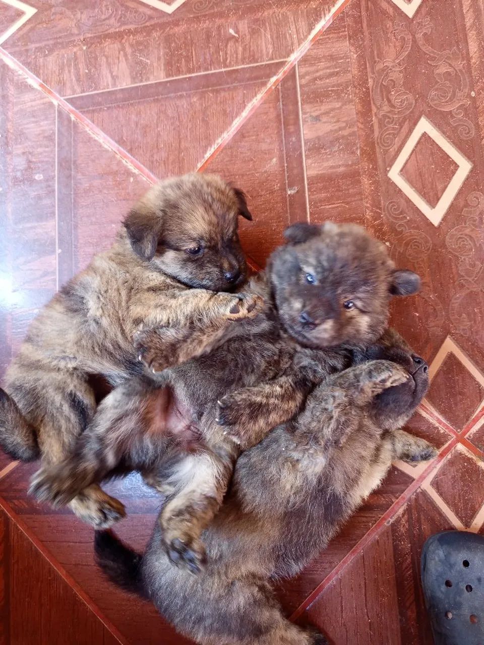 Filhotes de Chowchow  - Foto 4