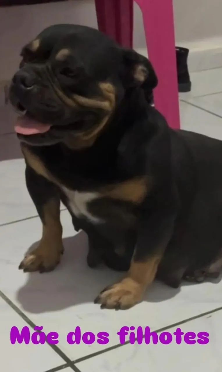 American Bully - Foto 4