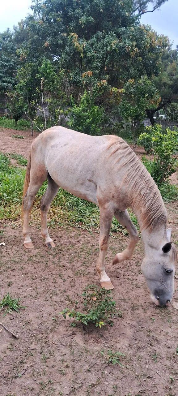 Vendo cavalo castrado marcha picada muito manso de menino andar esta com 3 anos