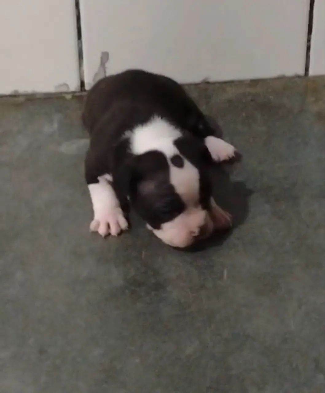 American Bully Pocket  - Foto 2