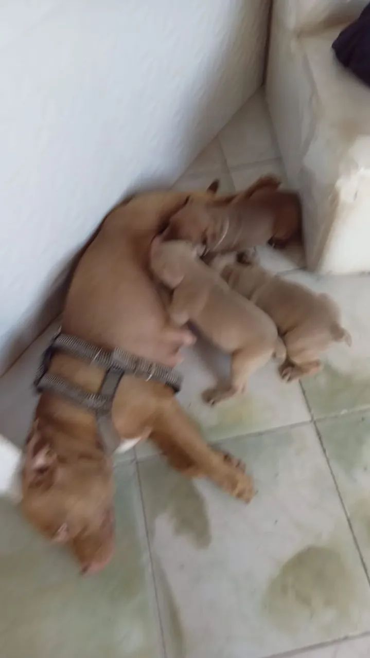 Cachorro  - Foto 4