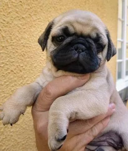 Pug filhotes 
