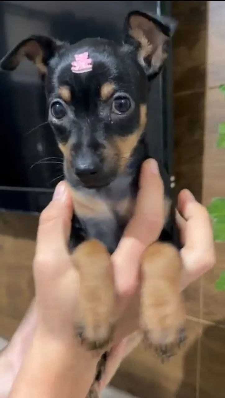 Casal de pinscher  - Foto 3