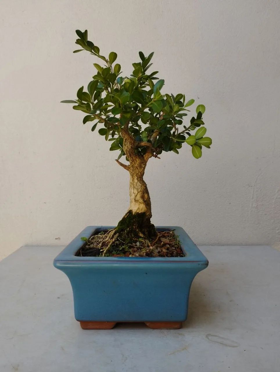Bonsai buxos 14 anos - Foto 2