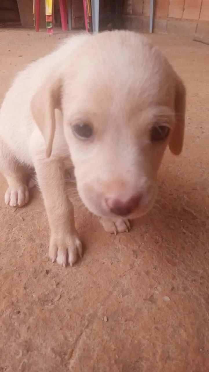 Animais de estimação  - Foto 2