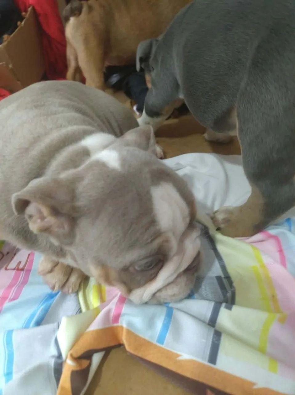 Bulldog inglês 