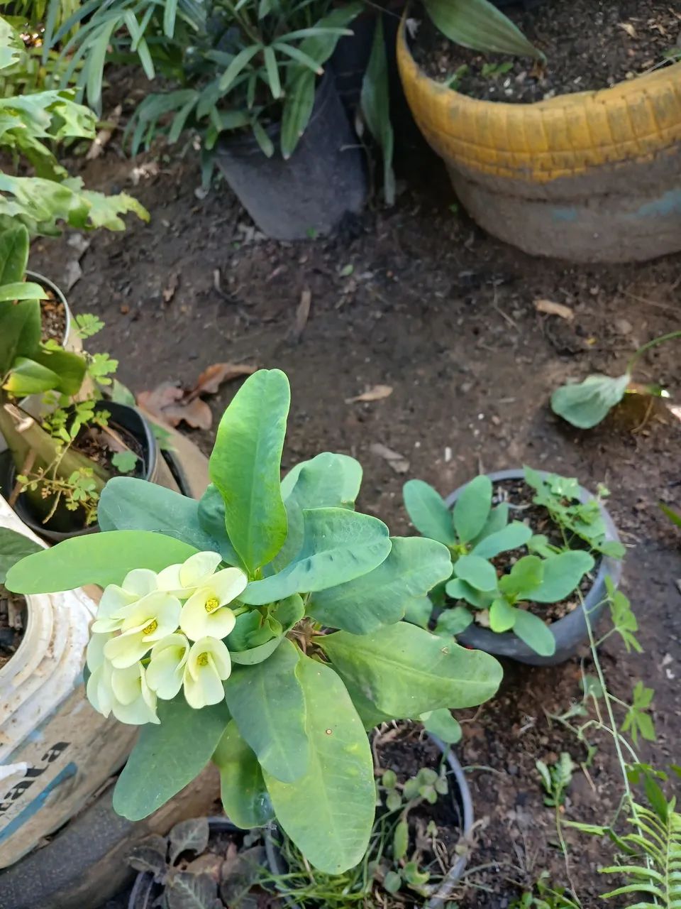 Plantas e folhagens  - Foto 3