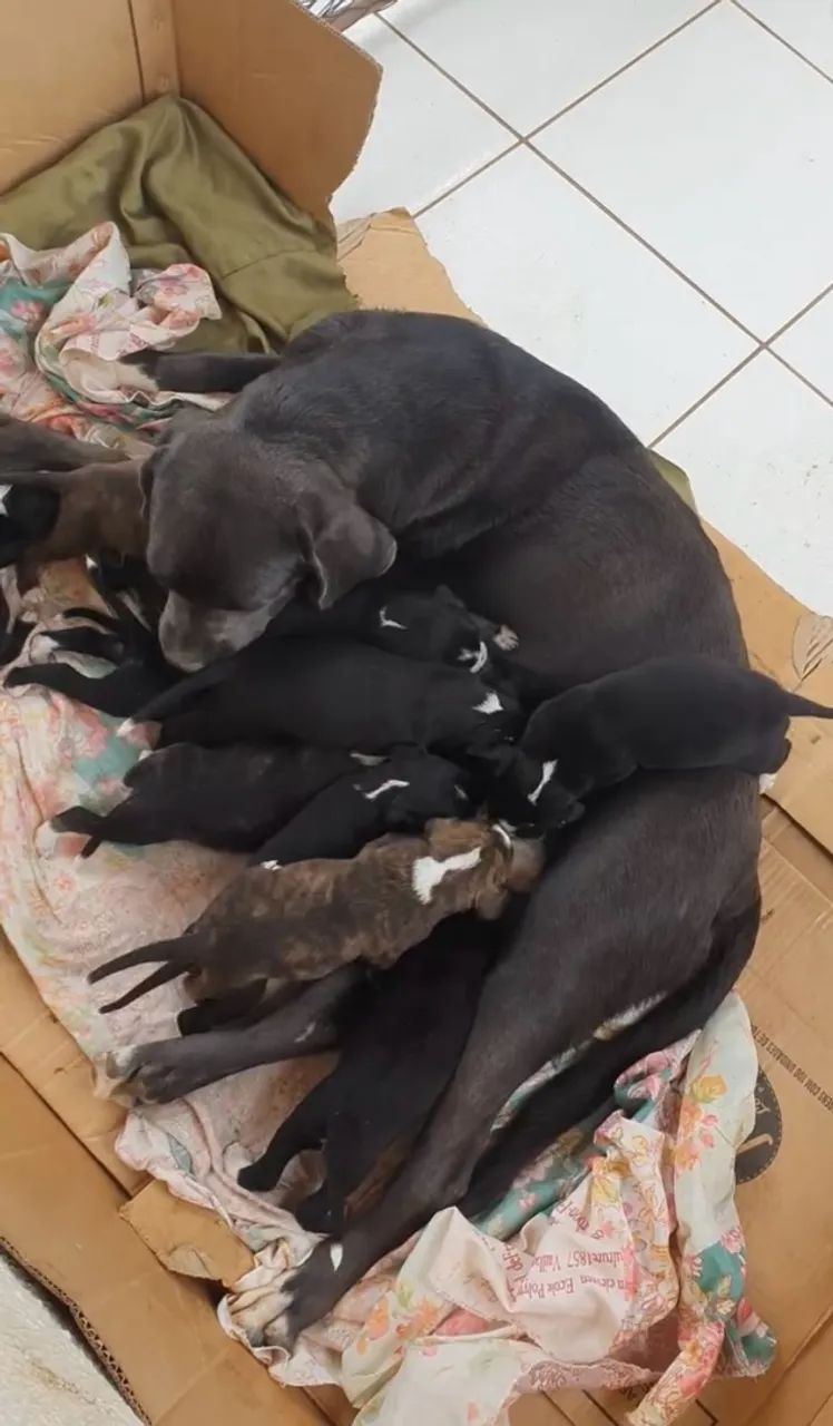 Filhote de cane corso com Dálmata  - Foto 4