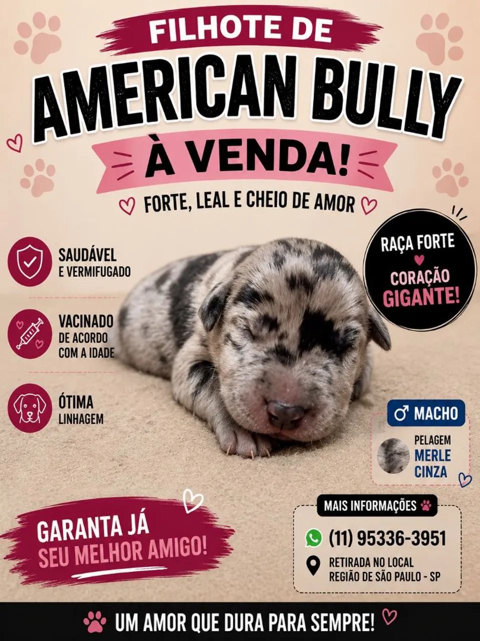 American Bully  - Foto 3