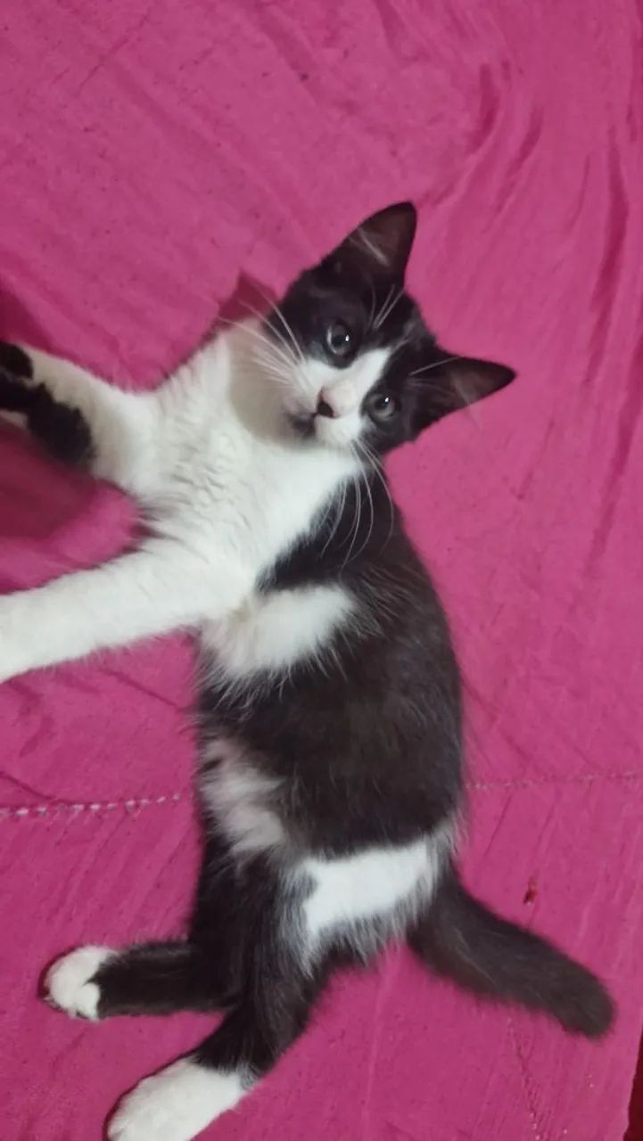 Doação de Gatos - Foto 3