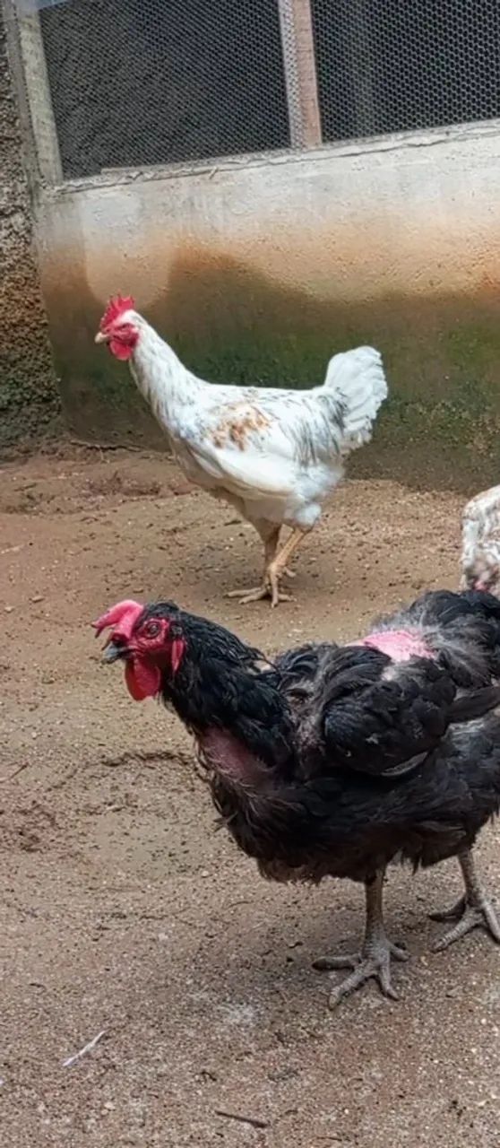 Galinhas GSB  - Foto 5