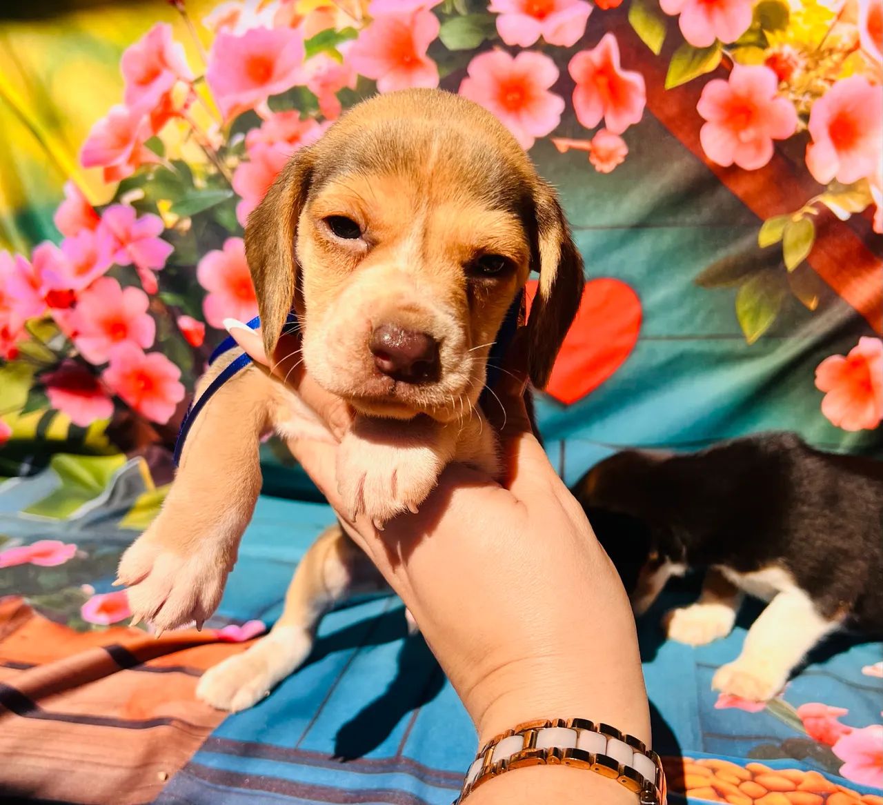 Beagle Fêmea tricolor mini 13 polegadas  - Foto 2