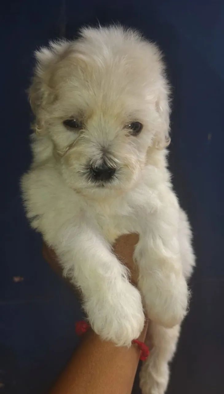 Cachorros  - Foto 4