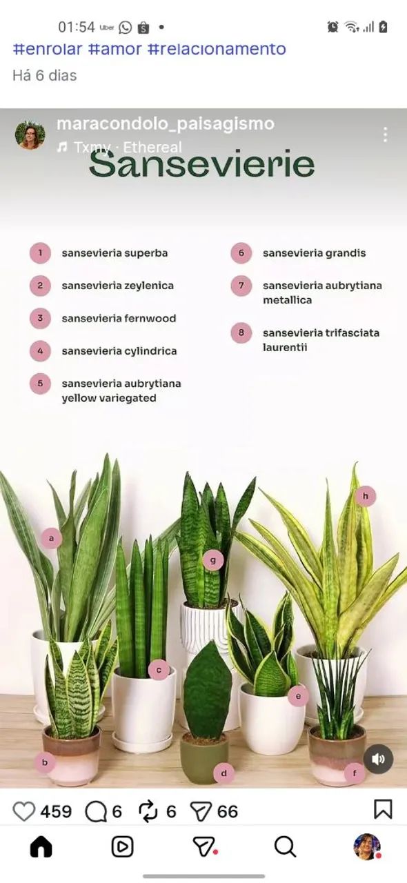 Sansevieria/ Espada de São Jorge  - Foto 2