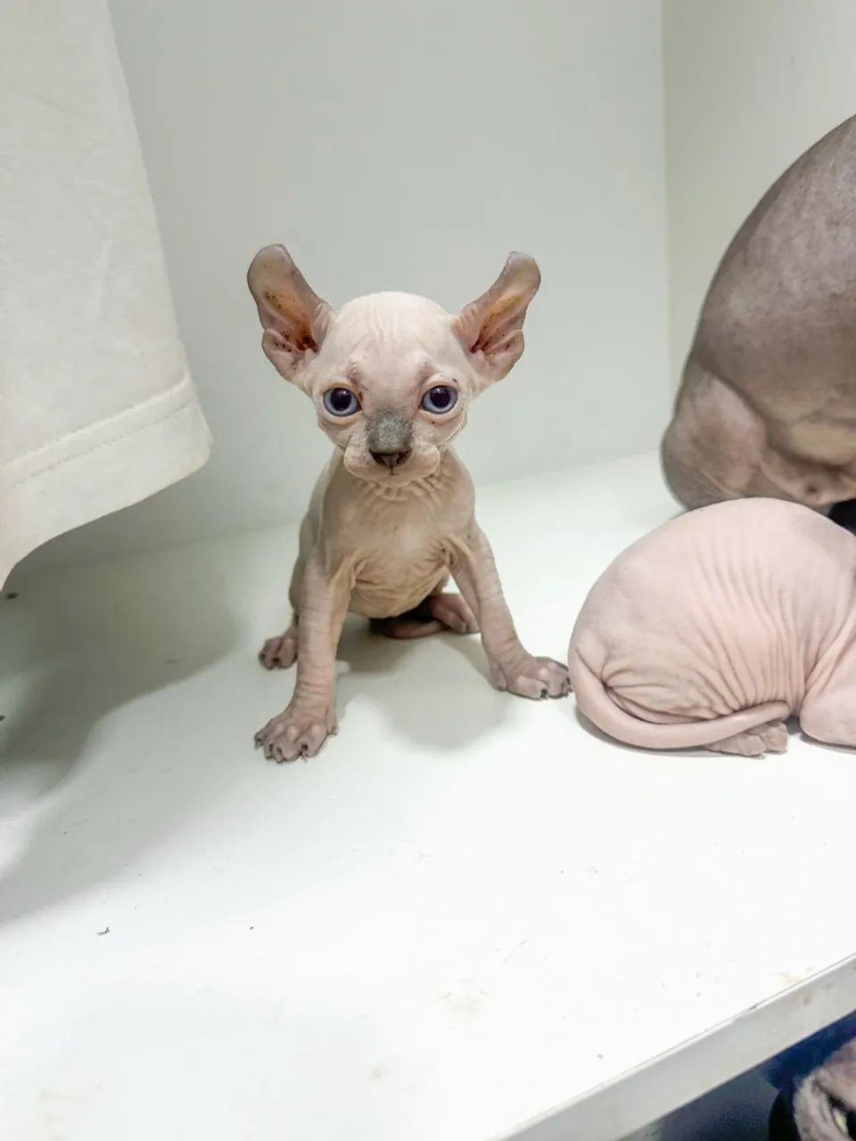 Sphynx 