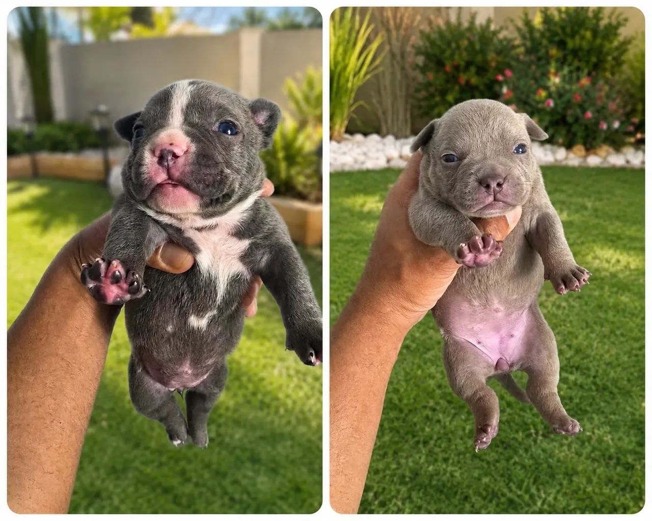 Filhotes de american bully  - Foto 4