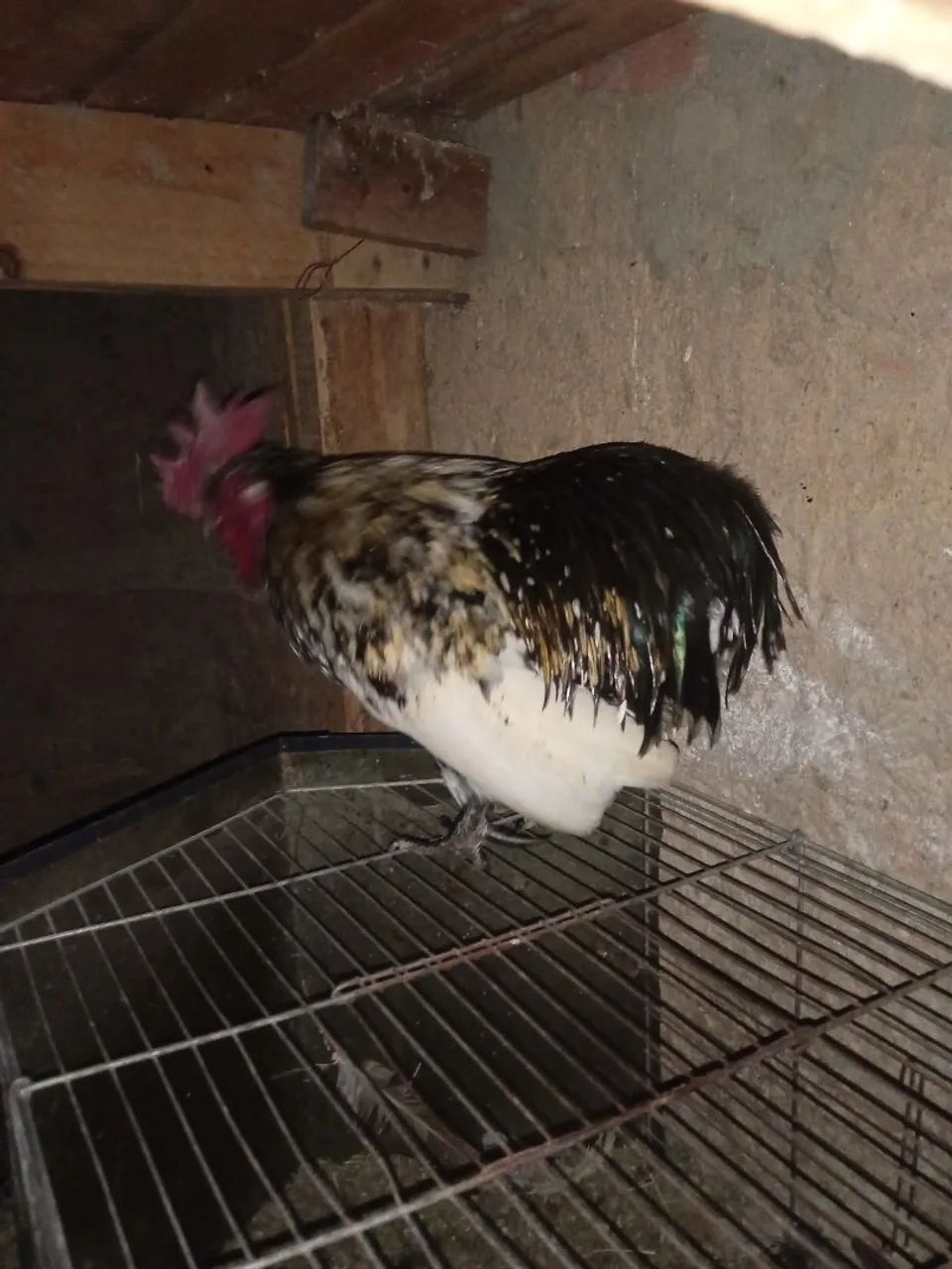 Galinha  - Foto 3