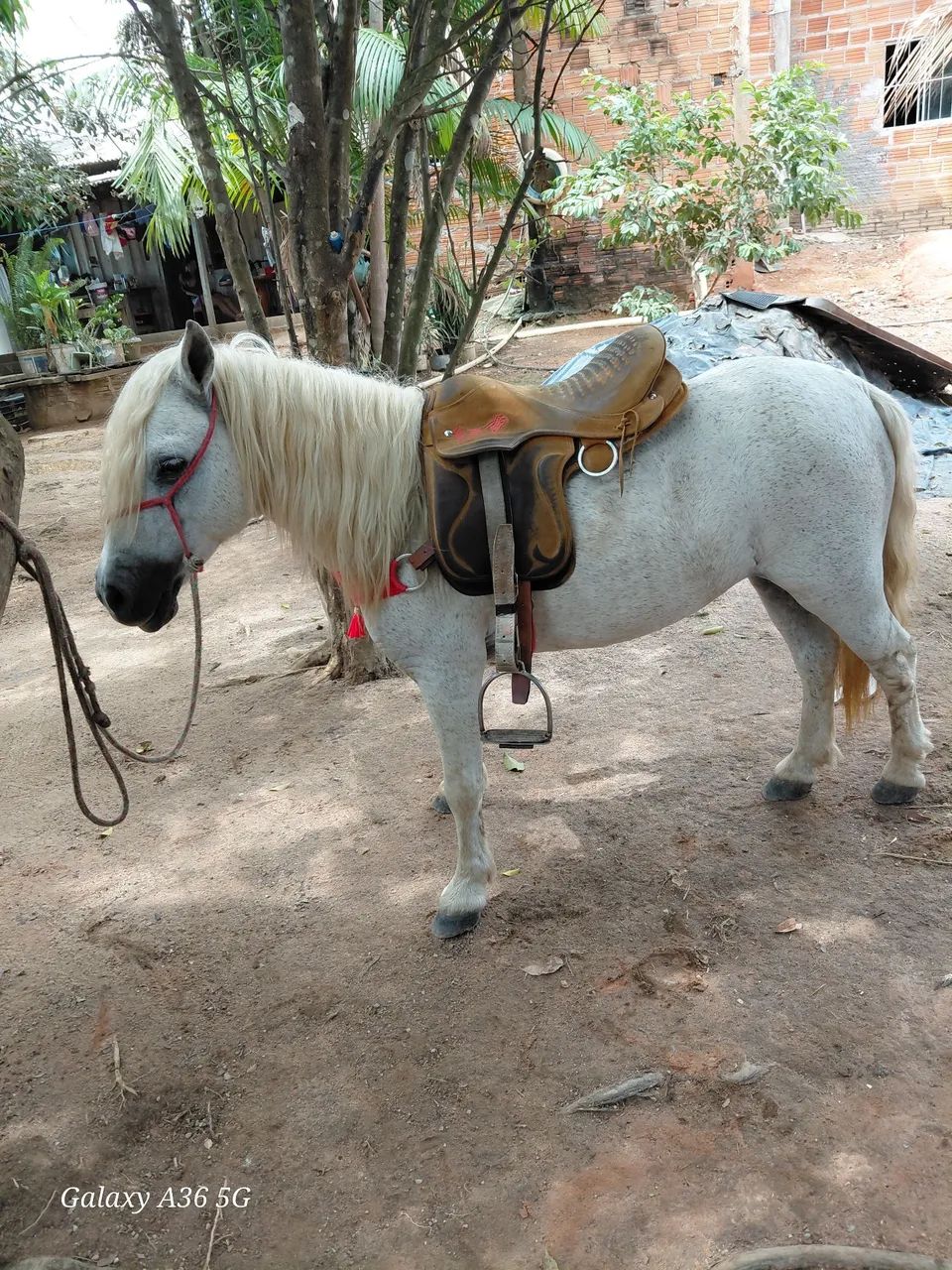 Cavalo ponei - Foto 3
