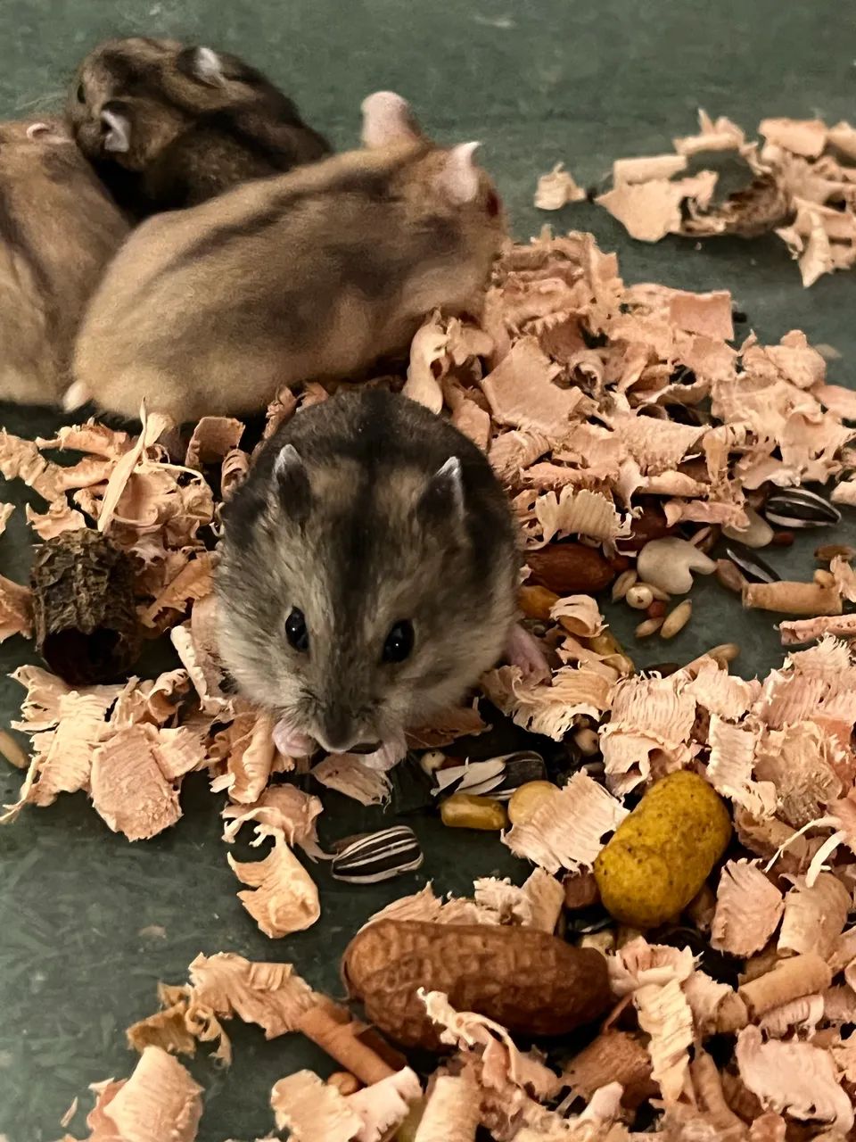 Hamster Anão Russo  - Foto 2