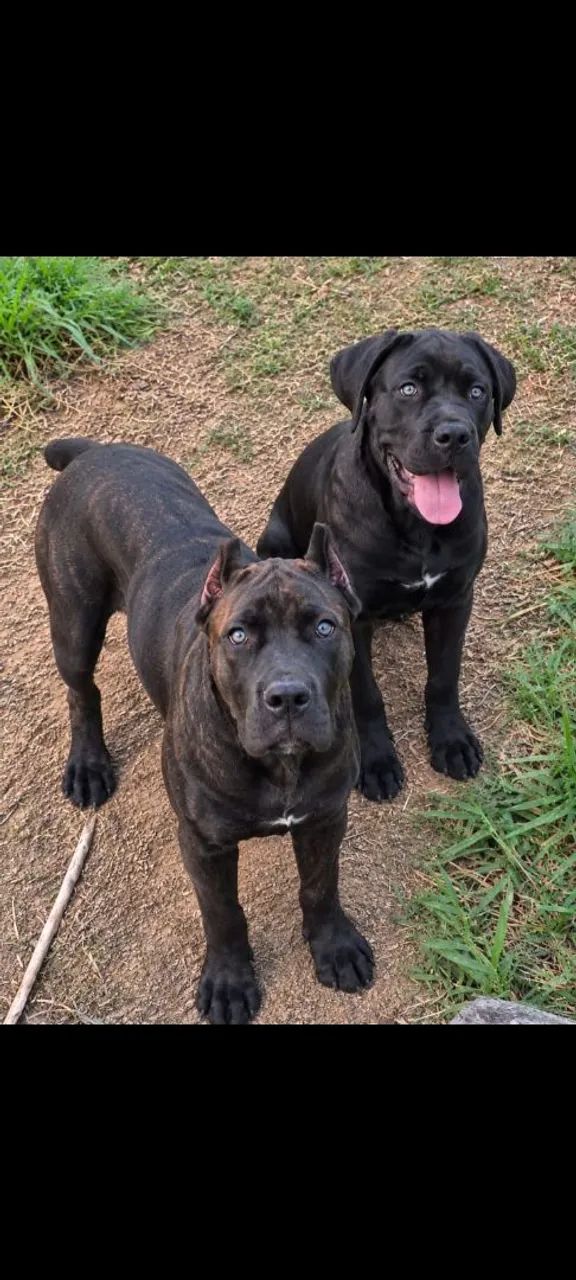 Casal cane corso 7 e 8 meses 