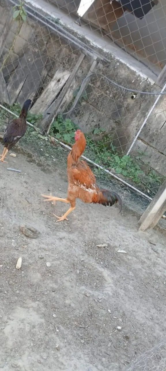Galos caipiras