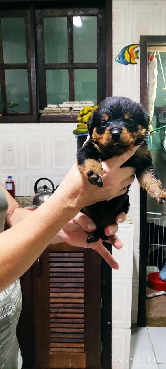 Rottweiler parcela em 10 vezes sem juros  - Foto 3