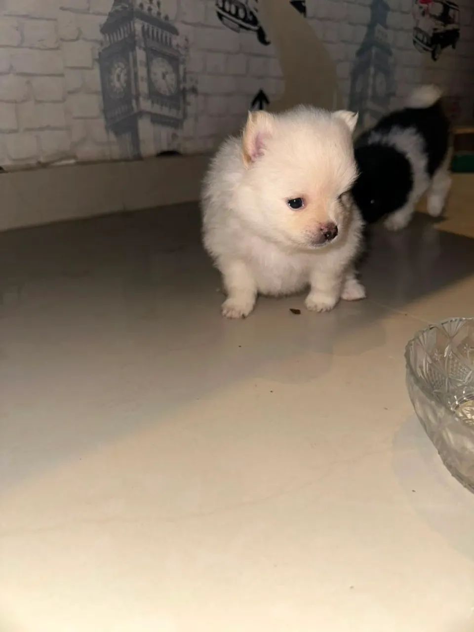 Spitz Alemão disponível  - Foto 4