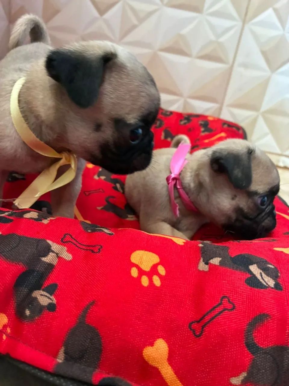 Pug filhote  - Foto 5