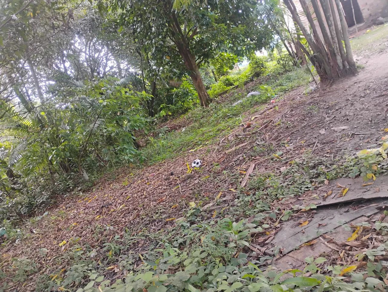 Terreno benevides - Foto 3