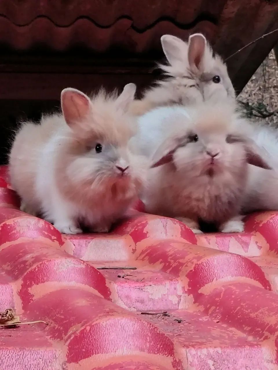Coelhos  - Foto 5
