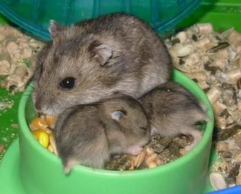 Hamster Anão russo Preto - Foto 3