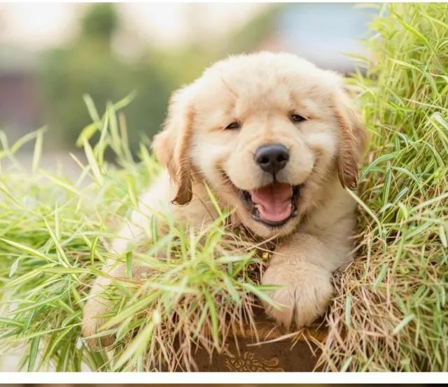 Golden retriever docil e brincalhao 