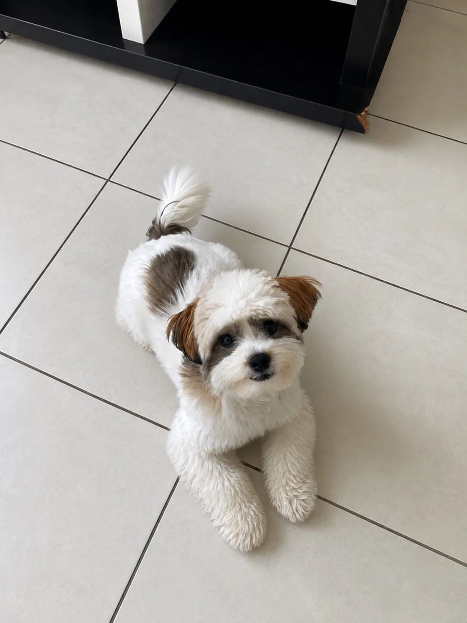 Shih-Tzu macho à venda ?